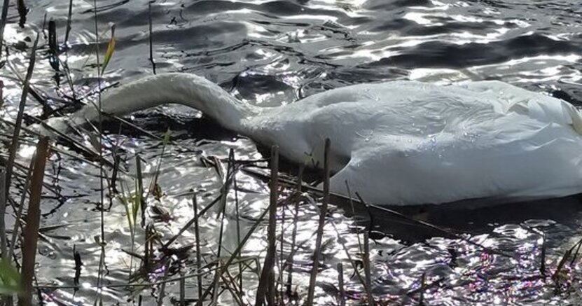 Ein verendeter Schwan. Zu sehen ist ein toter Schwan, der im Wasser liegt, der Kopf befindet sich unter Wasser.