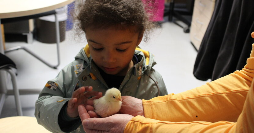 Ganz vorsichtig streichelt Zamor unter der Aufsicht von Michaela Schwäch ein Küken. Ein kleiner Junge in einer grünen Jacke streichelt ein gelbes Küken, das auf beiden Handflächen einer Frau sitzt.
