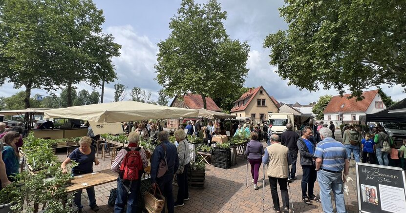 Stände mit vielfältigen Pflanzenangeboten gehörten auch im letzten Jahr zum Angebot des Ökomarkts. Auf dem Richthofenplatz sind mehrere Stände aufgebaut. Auf ihnen stehen Pflanzen. Menschen schauen sich die Pflanzen an, andere laufen über den Platz.