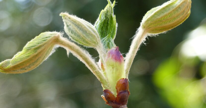 Beispielfoto aus dem letzten Fotografierworkshop. Das Foto aus dem letzten Fotografierworkshop zeigt eine Blüte in Großaufnahme.