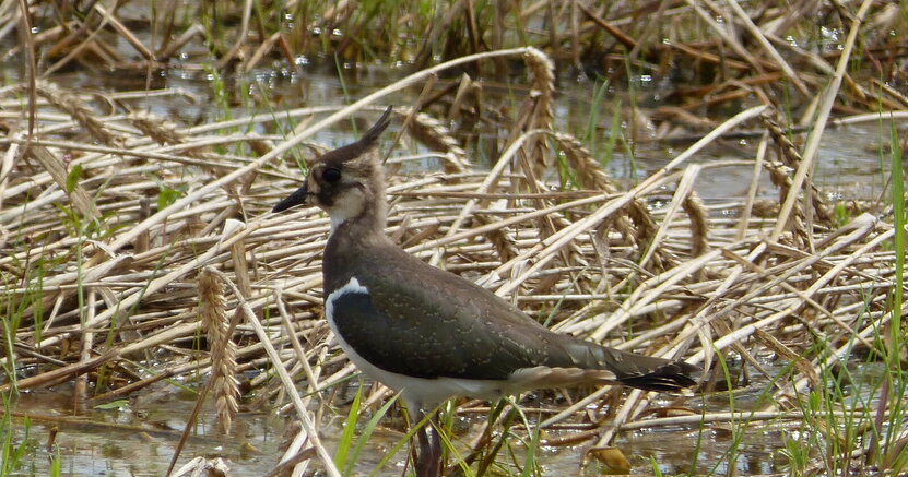 Erfolgreiche Brut vom Kiebitz (hier ein Jungvogel) im Großen Michelried in Erfelden. Ein junger Kiebitz mit seiner markanten Kopfhaube steht im Schilf am Wasser. Das Gelände heißt Großes Michelried und liegt in Erfelden.