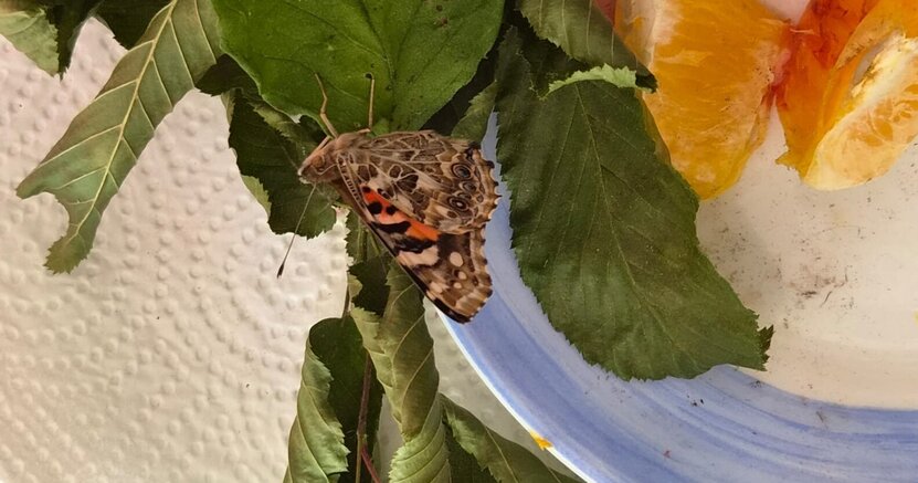 Die in der Kita aufgezogenen Schmetterlinge wurden an dem Aktionstag in die Freiheit entlassen. Auf einem Teller mit Orangenstückchen liegen am Rand Blätter. Auf einem Blatt sitzt ein Schmetterling.