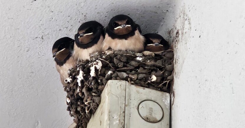 Junge Rauchschwalben im Nest (Hirundo rustica) auf einem Stromverteiler, sehr gut zu erkennen die rotbraune Kehle. Drei junge Rauchschwalben mit rotbrauner Kehle sitzen in einem Nest. Das Nest befindet sich auf einem Stromverteiler unter einer Decke.