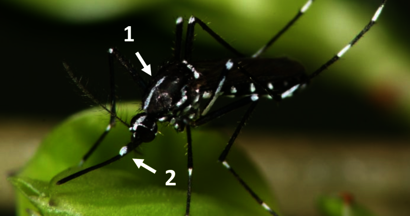 Eine Asiatische Tigermücke mit den charakteristischen weißen Zeichnungen sitzt auf einem Blatt.