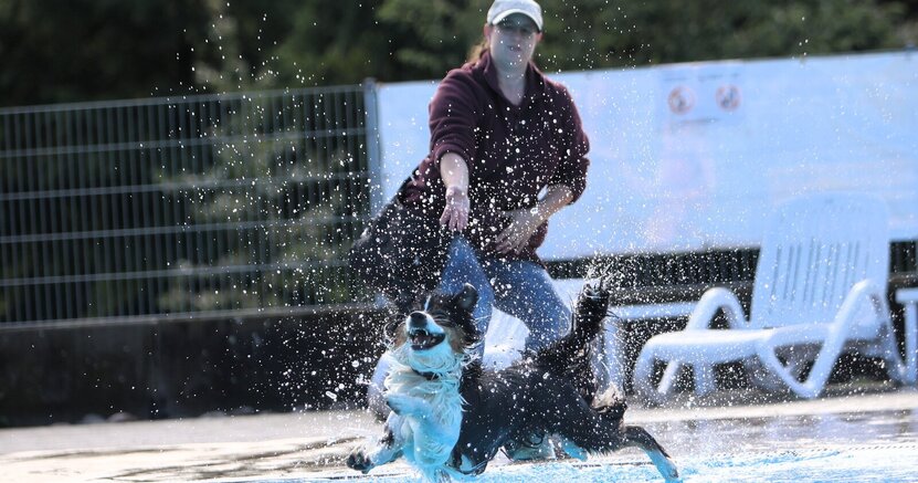 Border Collie Hündin Maya hatte im letzten Jahr sichtlich Spaß beim Hundeschwimmen. Ein Border Collie mit weißer Brust und dunklem Fell an Rücken und Bauch springt freudig in das Schwimmerbecken. Hinter dem Hund steht die Besitzerin am Beckenrand. Sie hat offensichtlich gerade ein Spielzeug ins Wasser geworfen, das der Hund jetzt holen will.